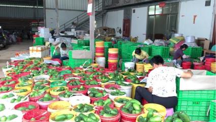 廣西賀州:做強現代農業 打造粵港澳大灣區高品質“菜籃子”